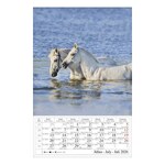 Falinaptár CSG 210x320mm álló Lovak 2026.