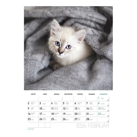 Falinaptár spirálozott  LIZZY CARD B/4 álló Cicák 2026.