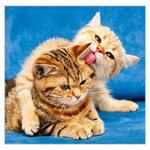 Cats LP, képes lemeznaptár 2026