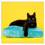 Cats LP, képes lemeznaptár 2026