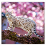 Cats LP, képes lemeznaptár 2026