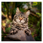 Cats LP, képes lemeznaptár 2026