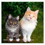 Cats LP, képes lemeznaptár 2026