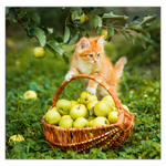 Cats LP, képes lemeznaptár 2026