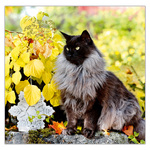 Cats LP, képes lemeznaptár 2026