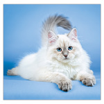 Cats LP, képes lemeznaptár 2026