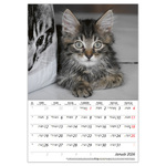 Cicák B4, képes falinaptár 2026