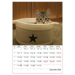 Cicák B4, képes falinaptár 2026