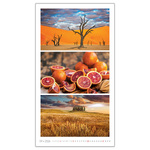 Colours, képes falinaptár 2026