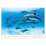 Deep Blue, képes falinaptár 2026