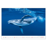 Deep Blue, képes falinaptár 2026