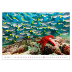 Deep Blue, képes falinaptár 2026