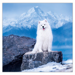 Dogs LP, képes lemeznaptár 2026