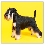 Dogs LP, képes lemeznaptár 2026