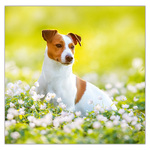 Dogs LP, képes lemeznaptár 2026