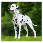 Dogs LP, képes lemeznaptár 2026