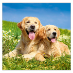 Dogs LP, képes lemeznaptár 2026