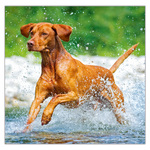 Dogs LP, képes lemeznaptár 2026