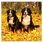 Dogs LP, képes lemeznaptár 2026