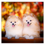 Dogs LP, képes lemeznaptár 2026