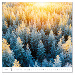 Forest, képes falinaptár 2026