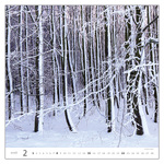 Forest, képes falinaptár 2026