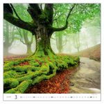 Forest, képes falinaptár 2026