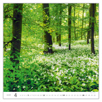 Forest, képes falinaptár 2026