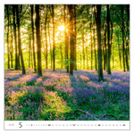 Forest, képes falinaptár 2026