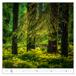 Forest, képes falinaptár 2026