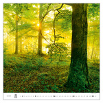 Forest, képes falinaptár 2026