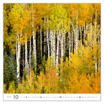 Forest, képes falinaptár 2026