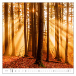 Forest, képes falinaptár 2026