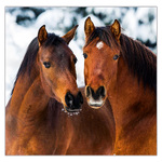 Horses LP, képes lemeznaptár 2026