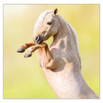 Horses LP, képes lemeznaptár 2026