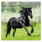 Horses LP, képes lemeznaptár 2026