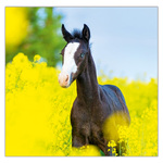 Horses LP, képes lemeznaptár 2026