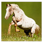 Horses LP, képes lemeznaptár 2026