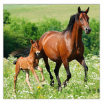 Horses LP, képes lemeznaptár 2026