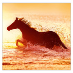 Horses LP, képes lemeznaptár 2026