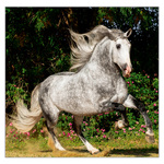 Horses LP, képes lemeznaptár 2026