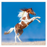 Horses LP, képes lemeznaptár 2026