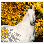 Horses LP, képes lemeznaptár 2026