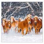 Horses LP, képes lemeznaptár 2026