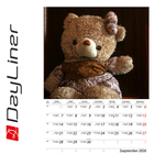 Teddy B4, képes falinaptár 2026