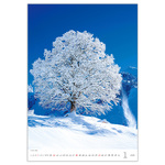 Trees, képes falinaptár 2026