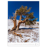 Trees, képes falinaptár 2026