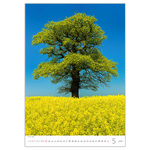 Trees, képes falinaptár 2026