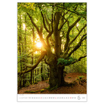 Trees, képes falinaptár 2026