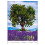 Trees, képes falinaptár 2026